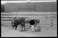 3344_Cattle in pens at Pickaway