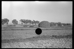 3388_Power rake on the alfalfa fields of Dawson County, Nebraska.