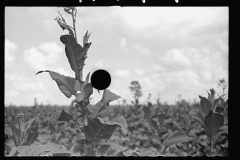 3416_Tobacco crop  Irwinville Farms, Georgia