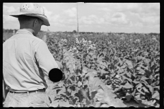 3418_Tobacco crop  Irwinville Farms, Georgia