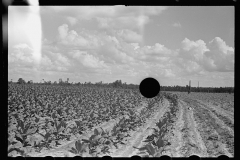 3419_Tobacco crop  Irwinville Farms, Georgia