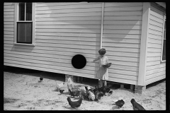 3421_  One of the Cole family feeding the chickens,  Irwinville Farms