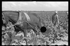 3429_Tobacco cultivation , Irwinville Farms, Georgia