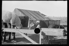 3457_ Miscellaneous animal in feeding trough, Republic County, Kansas