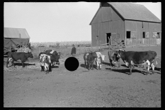 3459_Farmer with calves. Republic County, Kansas