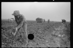 3501_Sugar beet harvest, Lincoln County, Nebraska