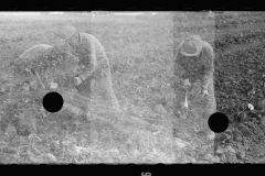 3502_Sugar beet harvest, Lincoln County, Nebraska