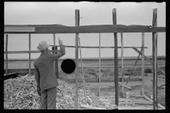 3504_Pile of harvested corn, building unknown temporary wooden structure, Kansas