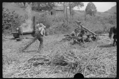 3627_Pressing and boiling sugar cane to make sorghum molasses