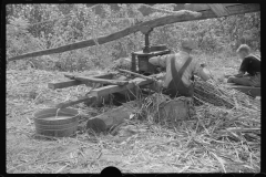 3629_Pressing  sugar cane to make sorghum molasses