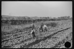 3713_Children digging potatoes community garden , Tygart Valley