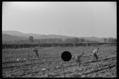 3717_Children digging potatoes community garden , Tygart Valley