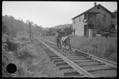 3753_ Cow walking along the tracks,  Scotts Run, West Virginia