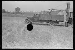 3915_Filling truck with threshed grain, central Ohio