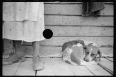 3935_Sharecropper and dog. North Carolina   