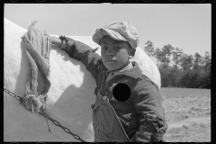 3953_Farm boy grooming horse, Guilford County