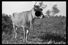 3959_  probably  Roanoke farms, Enfield, North Carolina