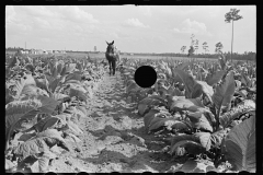 3987_Cultivating tobacco on one of the Irwinville Farms, Georgia