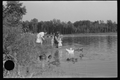 3991_Family 'feeding the ducks ' , the lake at Greenbelt  