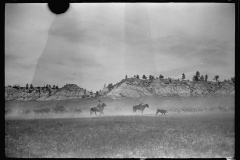 4064_Roping a calf, Montana