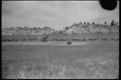 4065_Roping a calf, , Montana