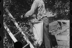 4158_Picking Oranges  near Lakeland, Florida