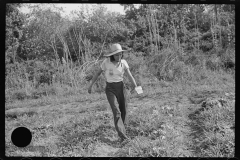 4169_Strawberry picker, near Lakeland, Florida