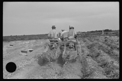 4174_Migrant labour digging potatoes near Homestead , Florida