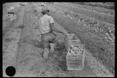 4175_Migrant labour picking up potatoes  in a poor season , near Homestead , Florida