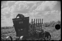 4188_Harvesting sugarcane, United States Sugar Corporation, Clewiston, Florida