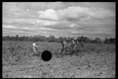 0658_Mule and plough ,   Grady County, Georgia