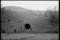 1842_ Cattle grazing on open sloping ground