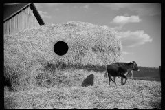 2152_Dairy barn with outside haystack, Chattanooga