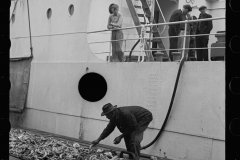 2770_Unloading Bananas. on the dock, Mobile, Alabama