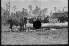 3032_Loading pulpwood at camp near Effie, Minnesota
