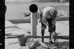 3203_Black American fisherman with his catch , Key West, Florida