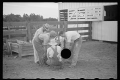 3435_Innoculating a hog  against cholera. Irwinville Farms, Georgia