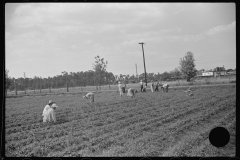 4156_Strawberry pickers near Lakeland, Florida