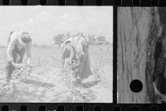 0015_Cotton Picking, Pike County, Mississippi