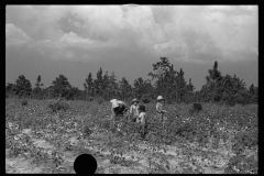 0026_Cotton sharecropper and Children, Lee County