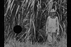 0042_Sugar cane, Plaquemines Parish  Louisiana
