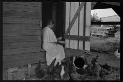 0050_Resettlement  farmer's wife with hens