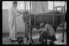 0282_Artificial insemination of a cow, Prince George's County