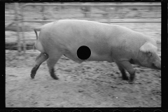 0284_Pigs in mud,  Prince George's County, Maryland