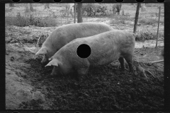 0285_Pigs in mud,  Prince George's County, Maryland