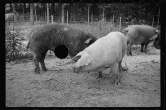 0286_Pigs in mud,  Prince George's County, Maryland