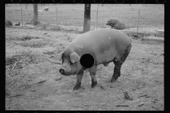 0287_Pig in mud,  Prince George's County, Maryland