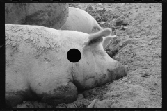 0288_Pigs in mud,  Prince George's County, Maryland