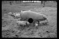 0289_Sow with her litter, Prince George's County, Maryland