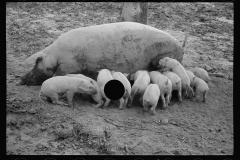 0290_Sow with her litter, Prince George's County, Maryland